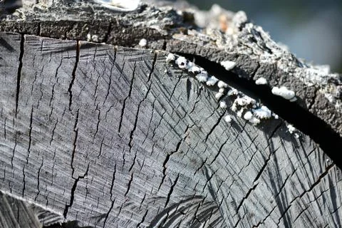 Section of an old birch log as texture and background Stock Photos
