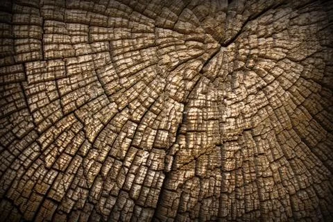 Section on old oak trunk, interesting texture showing weathered annual rings Foto stock