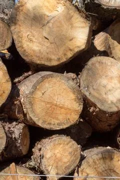 Section of old tree Stock Photos