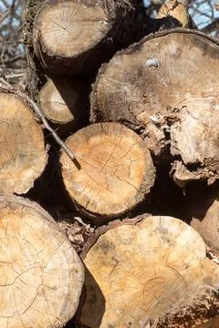 Section of old tree Stock Photos