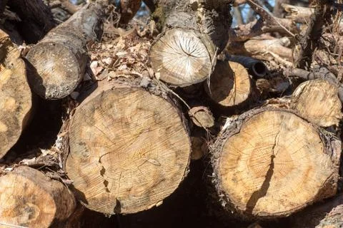 Section of old tree Stock Photos