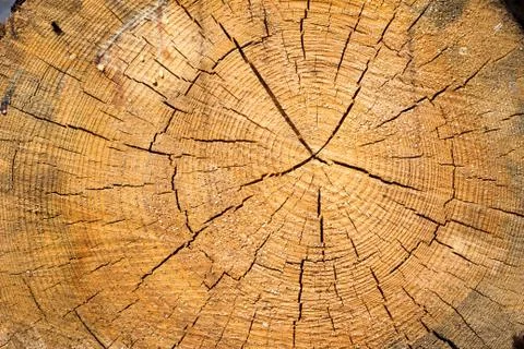 Section of old tree Stock Photos