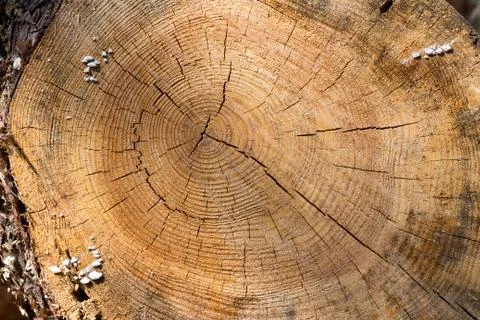 Section of old tree Stock Photos