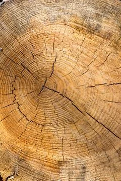 Section of old tree Stock Photos