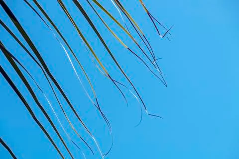 Section of Palm Leaf Ends Blowing in Wind  Background Stock Photos