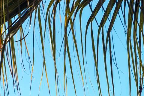 Section of Palm Leaf Ends Blowing in Wind  Background Stock Photos