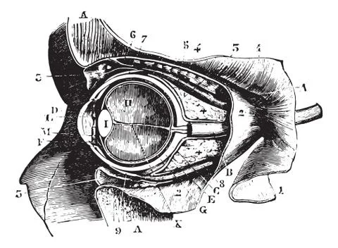 Section perpendicular to the orbit and eyeball, vintage engraving. Stock Illustration