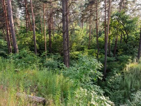 Section of pine forest with deciduous undergrowth in summer evening Photos