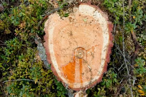 Section of a pine Stock Photos