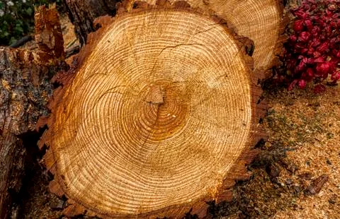 Section of pine trunk cut with its rings. Stock Photos
