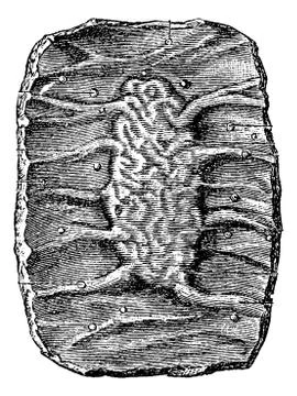 Section of a Portion of the Small Intestine showing a Peyer's Pa Stock Illustration