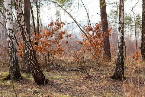 Section of rare forest with trunks of birches on foreground Stock Photos