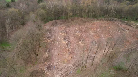 Section of a remote forested area clear-cut, leaving behind a barren Stock Footage 239359439