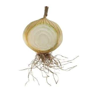 Section ripe  onion isolated Stock Photos