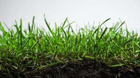 Section of the rolled lawn. The grass grows on a white background. Below you can Stock-Footage 162771525