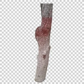 Section of rough tree trunk bark with a painted red band in the middle Stock Photos