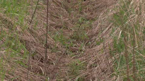 A section of a sawn forest with planted pine seedlings. Video stock 247275004