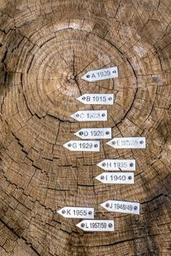 Section of secular tree trunk with labels with year. Seen from above. Iron la Stock Photos