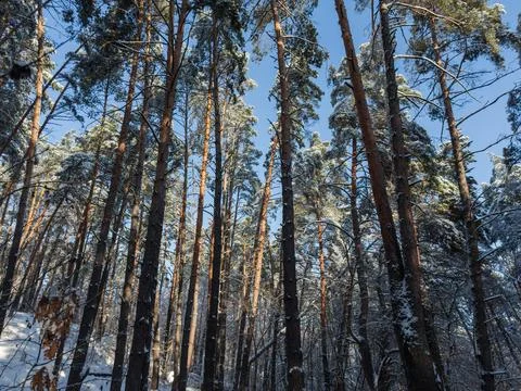 Section of snowy pine forest in winter sunny day Stock Photos