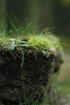 Section of soil showing first layer Stock Photos