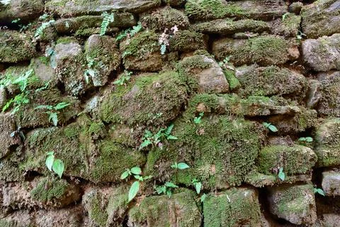 Section of a stone wall surface covered with green moss Stock Photos
