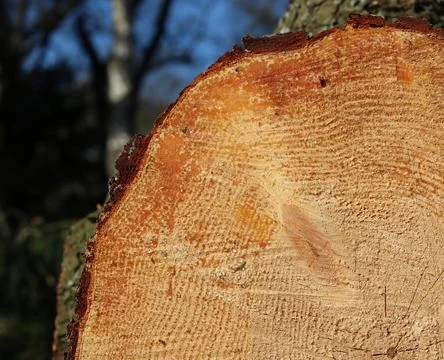Section through severed tree trunk showing ageing through woodgrain rings Stock Photos
