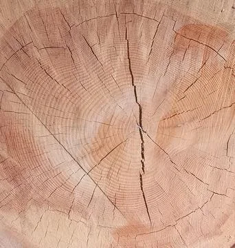 Section through severed tree trunk showing ageing through woodgrain rings Stock Photos