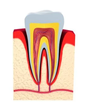 Section of the tooth. pulp with nerves and blood vessels. Stock Illustration