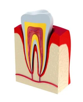 Section of the tooth. pulp with nerves and blood vessels. Stock Illustration