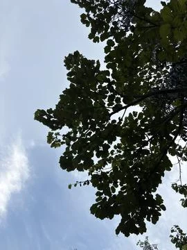A section of a tree canopy with lush green leaves against a clear blue sky. Stock Photos