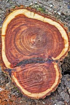 Section of a tree trunk with beautiful annual rings Stock Photos