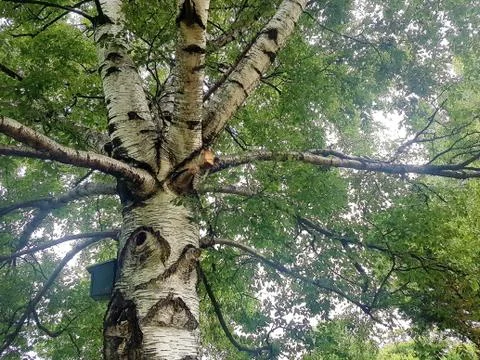 Section of a tree trunk with many patterns and branches 写真素材