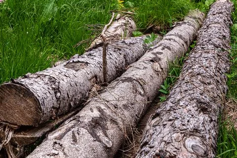 Section of tree trunks Stock Photos