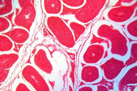  A section trough testicle cells under the microscope. A section trough te... Stock Photos