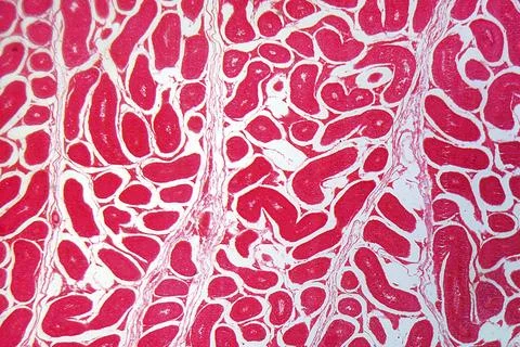 A section trough testicle cells under the microscope Stock Photos