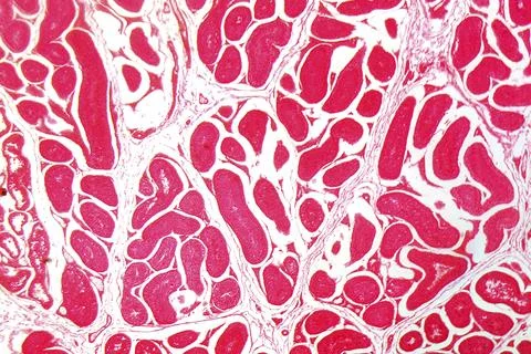 A section trough testicle cells under the microscope Stock Photos