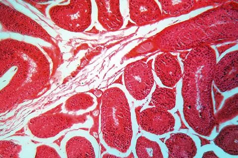 A section trough testicle cells under the microscope Stock Photos