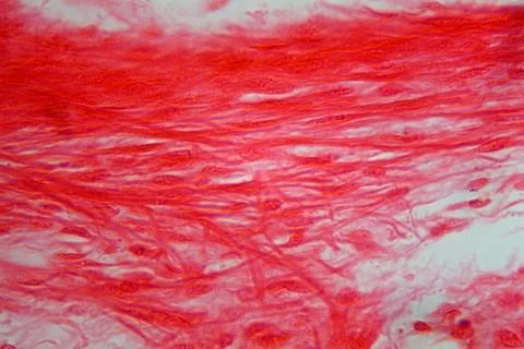 A section trough trachea cells under the microscope. Stock Photos