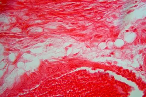 A section trough trachea cells under the microscope. Stock Photos