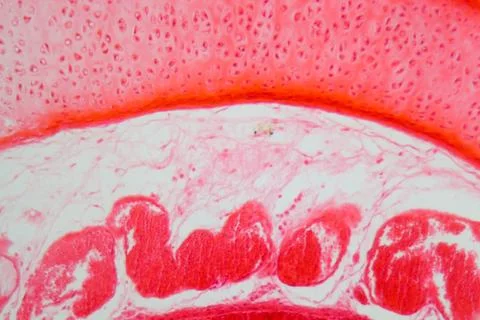 A section trough trachea cells under the microscope. Stock Photos