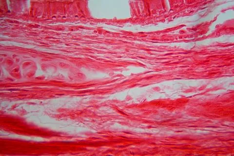 A section trough trachea cells under the microscope. Stock Photos