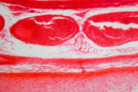 A section trough trachea cells under the microscope. Stock Photos