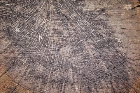 Section of the trunk with annual rings. Slice wood. Stock Photos