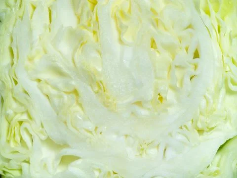 Section of white cabbage. A cut of a vegetable. Background from the pulp of c Stock Photos