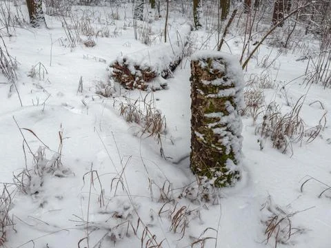 Section of the winter forest with fallen tree and stump Stock Photos