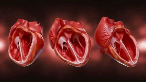 Sectional anatomy of the heart. 3D rendering animation of a beating human heart Stock Footage 122502074