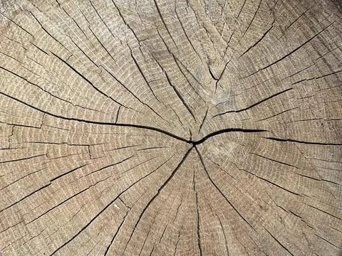 Sectional structure of oak. Section of cut tree, close-up. Freshly cut pine.. Stock Photos