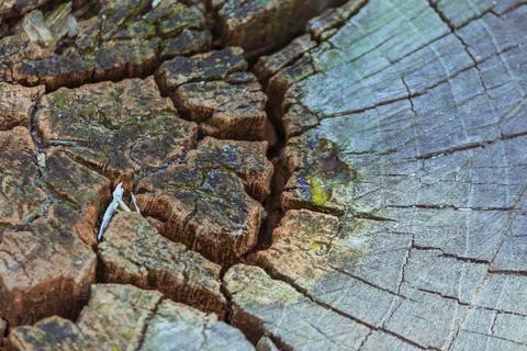 Sectional view of deep cracked cut-off wood grain. Woody texture. Stock Photos