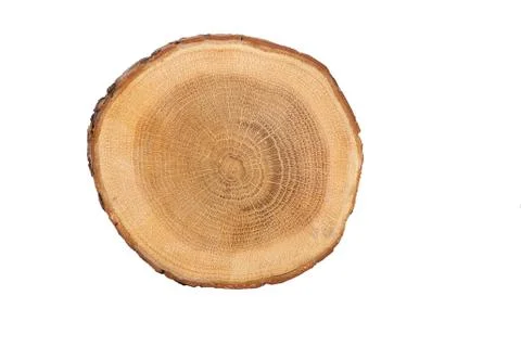 Sectional view of tree Stock Photos