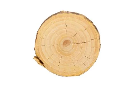 Sectional view of tree Stock Photos